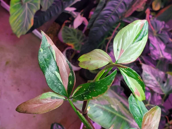 Mooie Bonte Bladeren Van Syngonium Red Spot Tricolor Een Zeldzame — Stockfoto