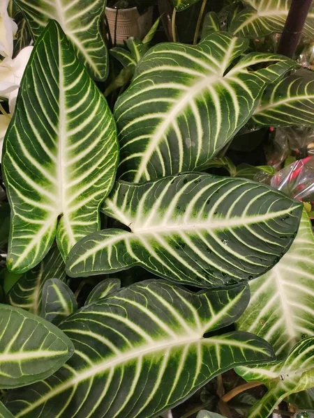 Hermosas Hojas Verdes Blancas Veteadas Xanthosoma Una Popular Planta Interior — Foto de Stock