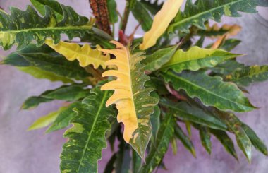Philodendron Ateş Çemberi 'nin çeşitli yaprakları, popüler ve nadir bulunan bir bitki türü.