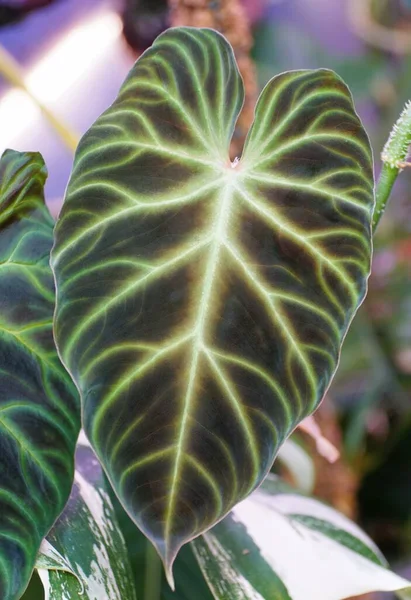 Hermosa Hoja Philodendron Verrucosum Forma Oscura Una Planta Interior Rara — Foto de Stock