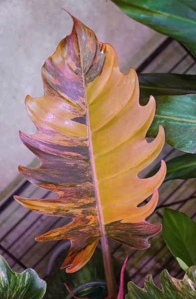 Daun Beraneka Ragam Marmer Karamel Philodendron Tanaman Tropis Langka — Stok Foto