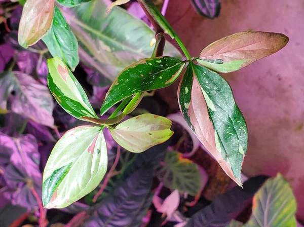 Daun Beraneka Ragam Dari Syngonium Red Spot Tricolor Tanaman Tropis — Stok Foto
