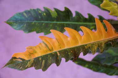 Close up of the variegated leaf of Philodendron Ring of Fire, a popular and rare houseplant