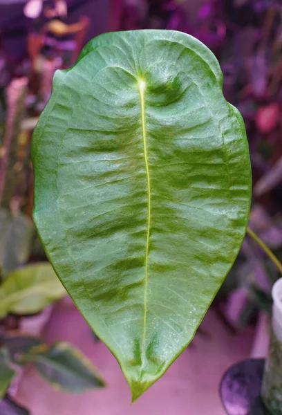 Krásný Široký Žebrovaný Zelený List Anturie Peltigerum Vzácná Pokojová Rostlina — Stock fotografie