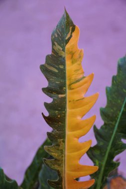 Close up of the variegated leaf of Philodendron Ring of Fire, a popular and rare houseplant