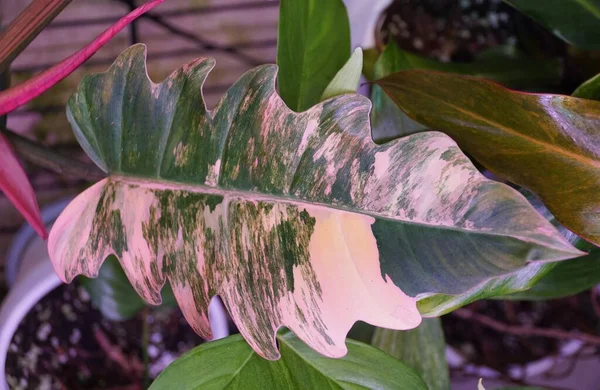 Impresionante Hoja Abigarrada Mármol Caramelo Philodendron — Foto de Stock