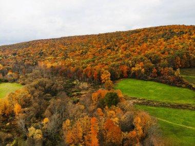 New York, ABD yakınlarındaki çarpıcı düşen yaprakların hava görüntüsü.