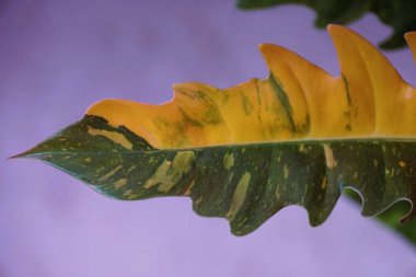Close up of the variegated leaf of Philodendron Ring of Fire, a popular and rare houseplant