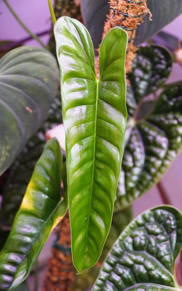 Zbliżenie Nowego Błyszczącego Liścia Philodendron Felix Wspinaczka Tropikalna Roślina — Zdjęcie stockowe