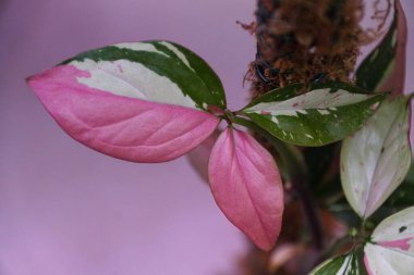 Şaşırtıcı pembe, beyaz ve yeşil sengonyum kırmızı benekli üç renkli yapraklar, nadir ve popüler bir tropikal bitki.