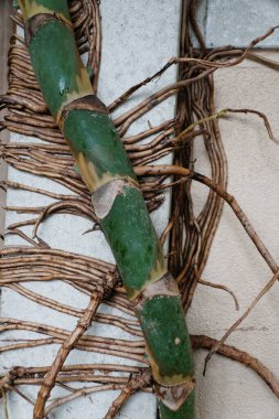 Monstera Deliciosa 'nın havadan kökleri olan kalın gövdesini kapatın.