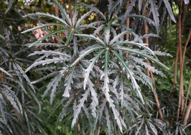 Falls Aralia 'nın eşsiz yeşil yaprakları. Bilimsel adı Schefflera Elegantissima olan tropik bir bitki.
