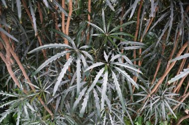 Falls Aralia 'nın eşsiz yeşil yaprakları, bilimsel adıyla Schefflera Elegantissima