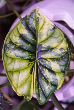 Şaşırtıcı sarı ve yeşil mermer yapraklı Alocasia Dragon Scale çeşitliliği, nadir ve pahalı bir tropikal bitki