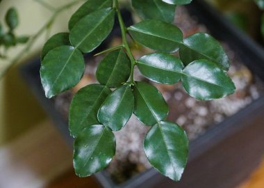 Tropikal bir bitki olan Kaffir kirecinin parlak yapraklarını kapatın.