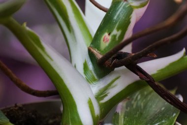 Philodendron Beyaz Büyücüsü 'nün beyaz ve yeşil çeşitlendirilmiş kökü, nadir ve popüler bir ev bitkisi.