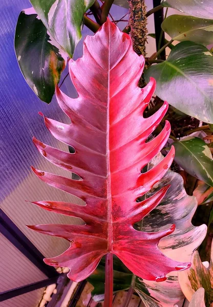 Stunning deep red color and variegated leaf of Philodendron Caramel Marble, a rare tropical plant