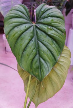 The large green leaf of Philodendron Sp Columbia, a rare tropical plant