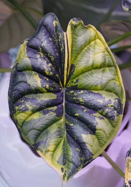 Beautiful yellow and green marbled leaf of Alocasia Dragon Scale variegated, a rare and expensive tropical plant