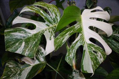 Stunning variegated leaves of Monstera Albo Borsigiana, a rare and popular tropical houseplant