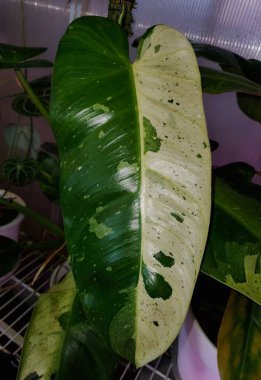 A beautiful white and green leaf of Philodendron Jose Buono variegated plant