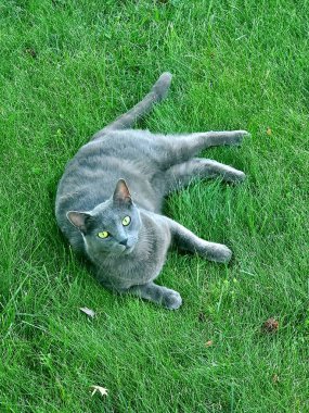 A cute Russian blue cat laying on the green grass