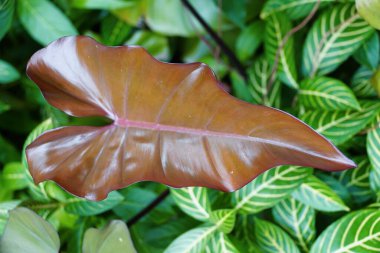 Philodendron 'un kırmızı parlak yaprağını kapat. Karanlık Lord, nadir bulunan bir evdir.