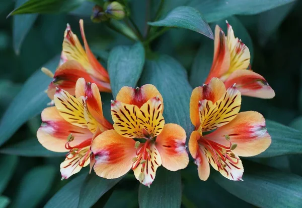 Beautiful yellow and red color of Peruvian lily flowers at full bloom