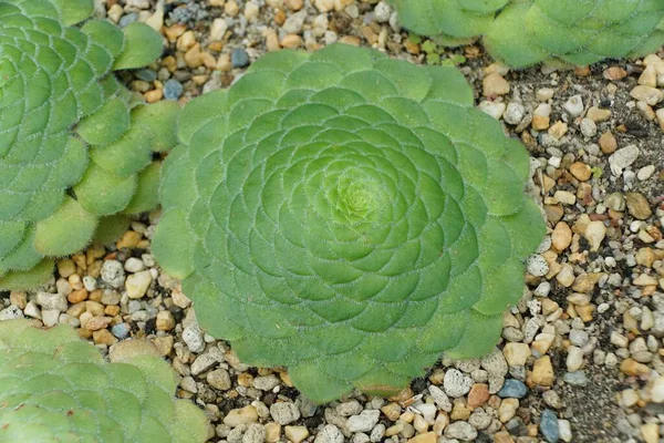 Close Flat Top Aeonium Plant Also Known Scientifc Name Aeonium — Stock Photo, Image