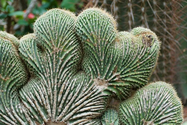 Cactus Forma Coral También Conocido Con Nombre Científico Strictum Crestata —  Fotos de Stock