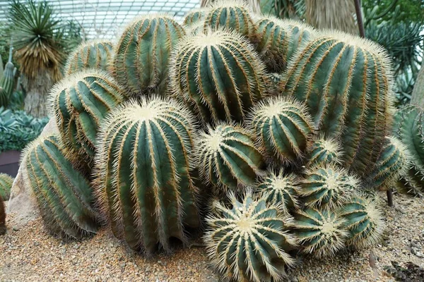 Skupina Velkého Trnitého Zlatého Kaktusu — Stock fotografie
