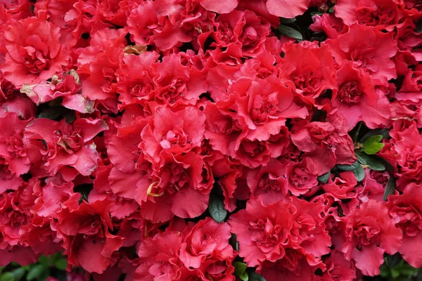 Belle Hybride Rouge Azalea Scarlet Fleurs Pleine Floraison — Photo