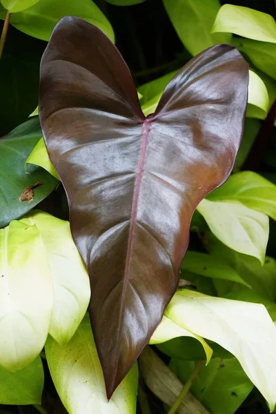Close up of the dark red shiny leaf of Philodendron Dark Lord