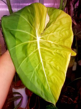 Philodendron Pastazanum 'un yeni yaprağında eşsiz bir desen