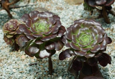 Aeonium Rose 'un güzel siyah rengine yakın, koyu renkli sulu.