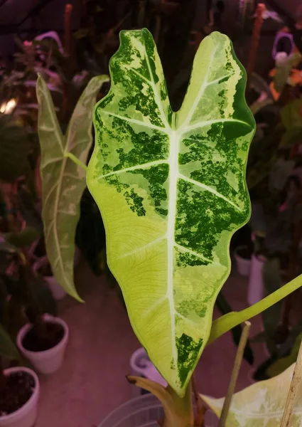 식물인 알로카시아 프레이 데크의 빼어난 녹색의 다양하게 자라고 — 스톡 사진
