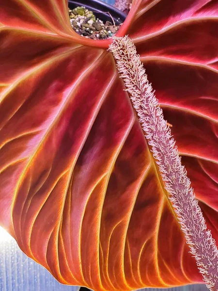 Close Uma Impressionante Folha Vermelha Para Trás Pecíolos Peludos Philodendron — Fotografia de Stock