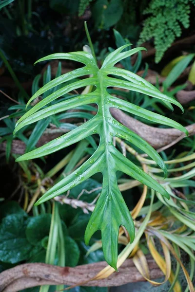 Bella Foglia Verde Philodendron Elegans Una Rara Pianta Tropicale — Foto Stock