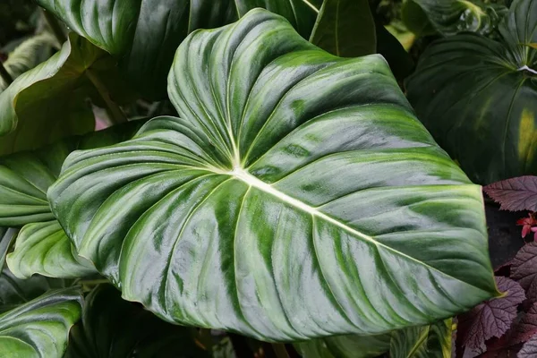 珍しい熱帯植物であるフィロデンドロン パスタザヌムの成熟した愛状の緑の葉 — ストック写真