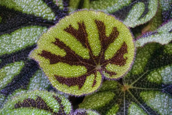 Gros Plan Magnifique Motif Feuilles Begonia Masoniana Une Rare Plante — Photo