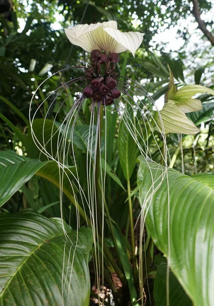 Zbliżenie Unikalne Długie Włosy Kwiat Sauropus Spatulifolius Znany Również Jako — Zdjęcie stockowe