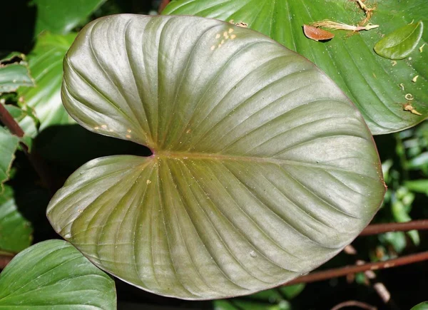 Вид Любовного Листка Homalomena Rubescens Рідкісної Тропічної Рослини — стокове фото