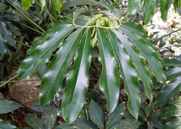 Duże Dojrzałe Zielone Liście Philodendron Goeldi Rzadka Roślina Tropikalna — Zdjęcie stockowe
