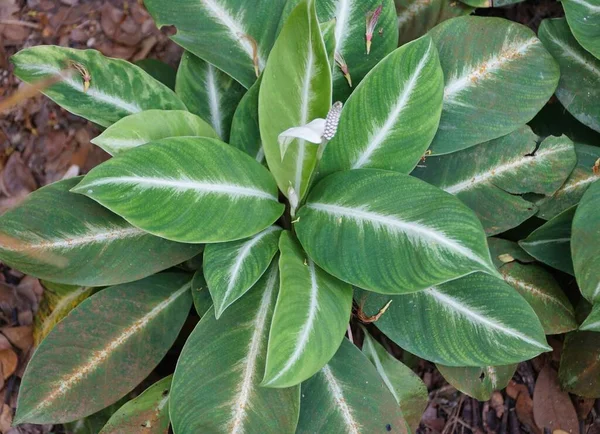 Primer Plano Las Hojas Verdes Blancas Spathiphyllum Silver Streak Una —  Fotos de Stock