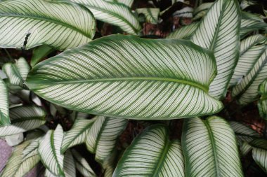 Calathea Vittata 'nın yeşil ve beyaz yaprağını kapat.