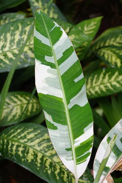 Piękny Biały Zielony Liść Urozmaiconego Banana Musa Florida — Zdjęcie stockowe