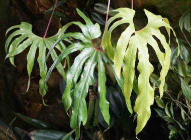 Nadir bulunan bir tropik bitki olan Anthurium Pedatoradiatum 'un büyük ve olgun yaprakları.