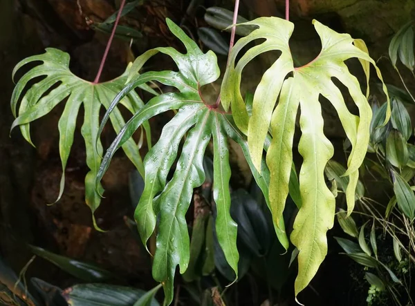 Duże Dojrzałe Liście Anthurium Pedatoradiatum Rzadkiej Rośliny Tropikalnej — Zdjęcie stockowe