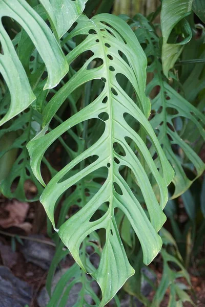 Close Uma Folha Verde Grande Madura Monstera Esqueleto Uma Planta — Fotografia de Stock