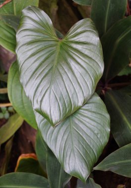 Nadir bir tropik bitki olan Homalomena Rubescens 'in aşk biçimli yaprağını kapat.